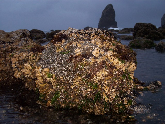 Tidal pool by Haystack Rock