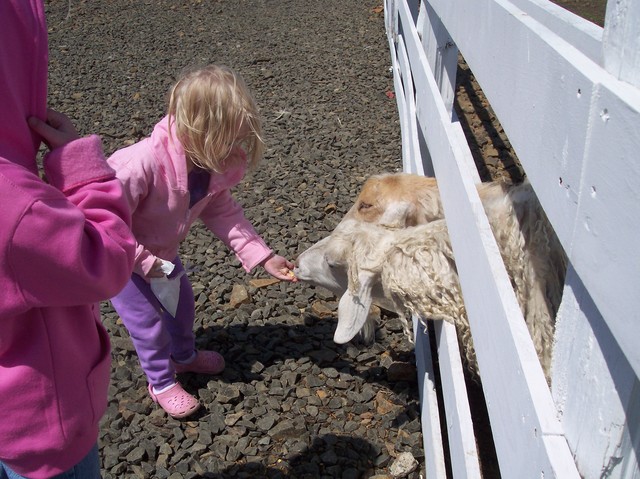 Sarah at Tillamook Cheese Co. petting zoo