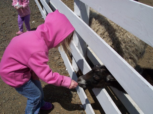 Emma at Tillamook Cheese Co. petting zoo