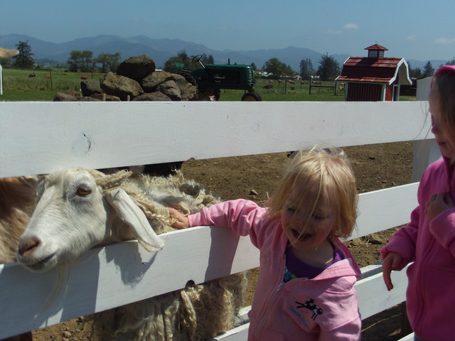 Sarah at Tillamook Cheese Co. petting zoo