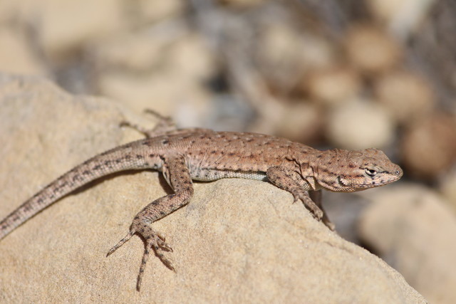 Lizard in Sego Canyon