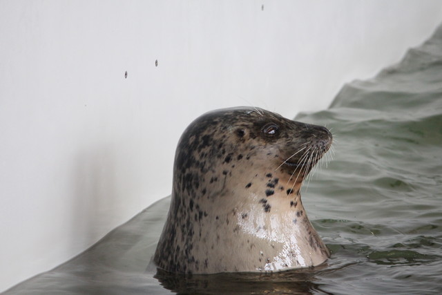 Seal at Seaside Aquarium