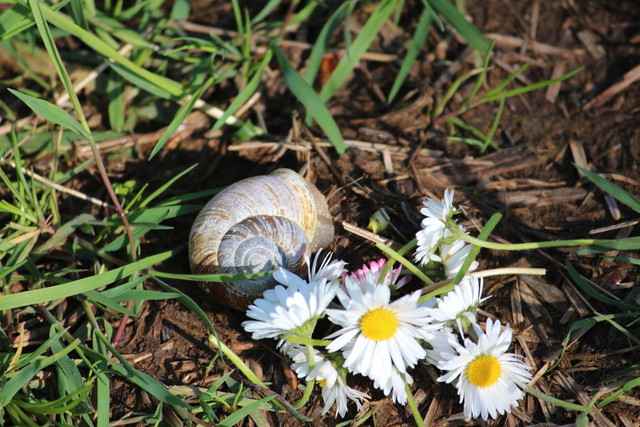 Snail and Flower at Ecola State Park