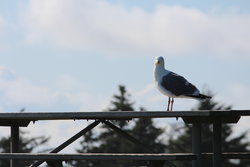 Seagull at Ecola State Park