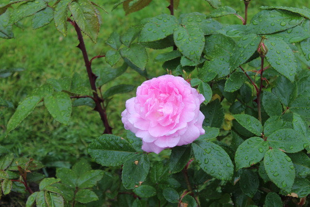 Rose in Portland Rose Garden