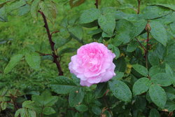 Rose in Portland Rose Garden