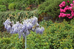 Portland Rose Garden