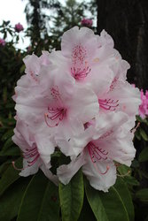 Rhododendrons in Portland Rose Garden