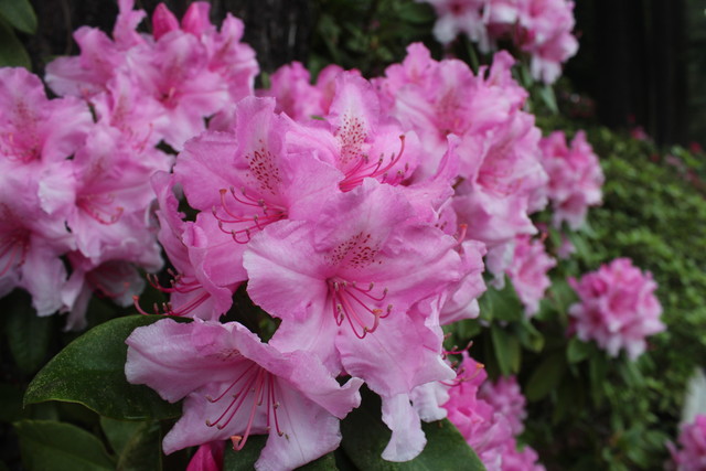 Rhododendrons in Portland Rose Garden
