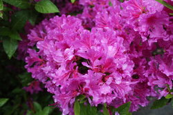 Rhododendrons in Portland Rose Garden