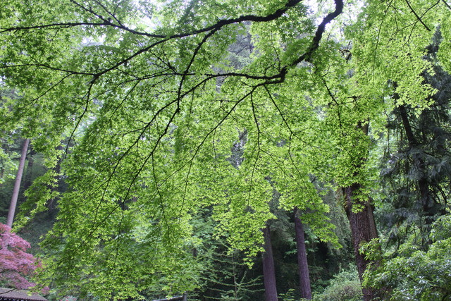 Portland Japanese Garden