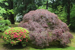 Portland Japanese Garden