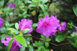 Portland Japanese Garden