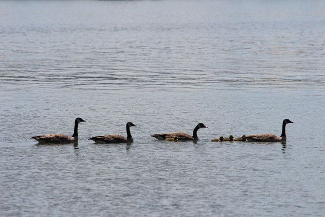 Ducks in Columbia River
