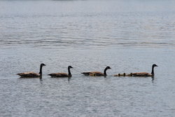 Ducks in Columbia River