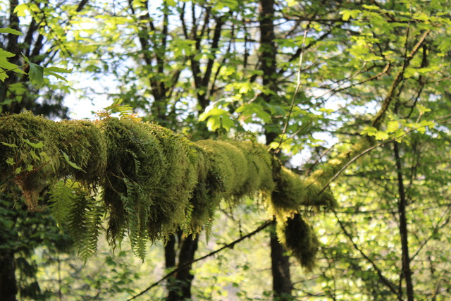 Mossy branch on trail to Upper Horseshoe Falls