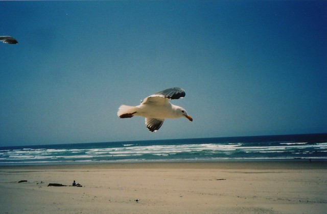 Cannon Beach Seagulls