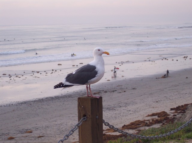 Seagull at Pacific Beach in San Diego