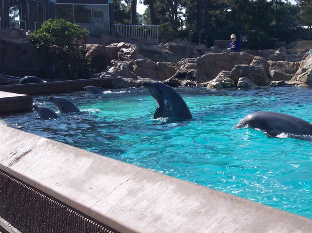 Dolphins at Sea World