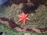 Six-sided ?!? starfish at Sea World