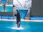 Shamu Show at Sea World