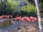 Flamingos at the San Diego Zoo