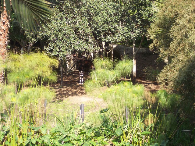Okapi at the San Diego Zoo