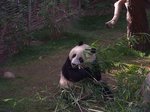 Panda Bear at the San Diego Zoo