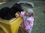 Sarah petting a goat at the San Diego Zoo