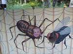 Sarah the spider at the San Diego Zoo