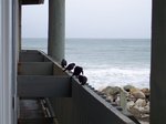 Birds on the balcony in Rockaway Beach