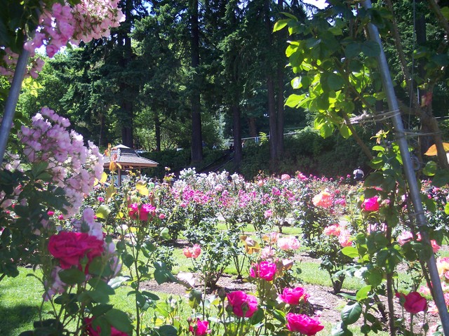 Portland Rose Garden