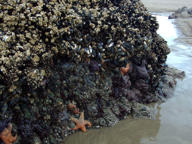 Starfishes visible during low tide in the tidal pools by Haystack Rock