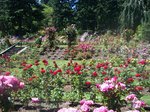 Portland Rose Garden