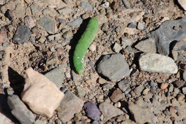 Caterpillar seen on the Bald Mountain Trail