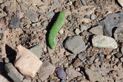 Caterpillar seen on the Bald Mountain Trail