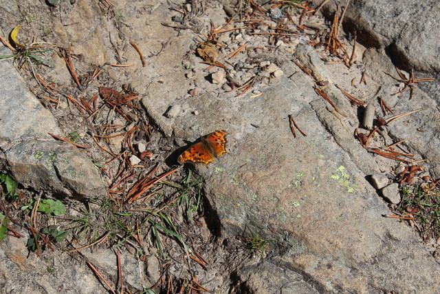 Butterfly at Provo River Falls