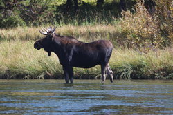 A Moose!... blah, blah, blah