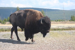 Buffalo in Yellowstone