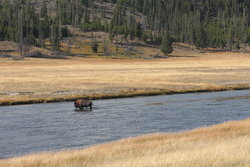 Buffalo in Yellowstone