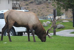 Elk at Mammoth Hot Springs