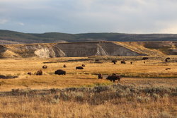 Bison herd in Yellowstone