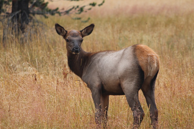 Baby elk in Yellowstone