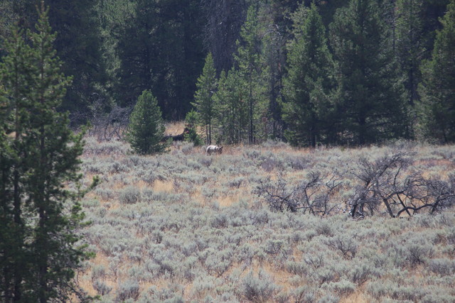 Grizzly Bear in Grand Teton National Park